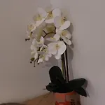 Apartmani Eva